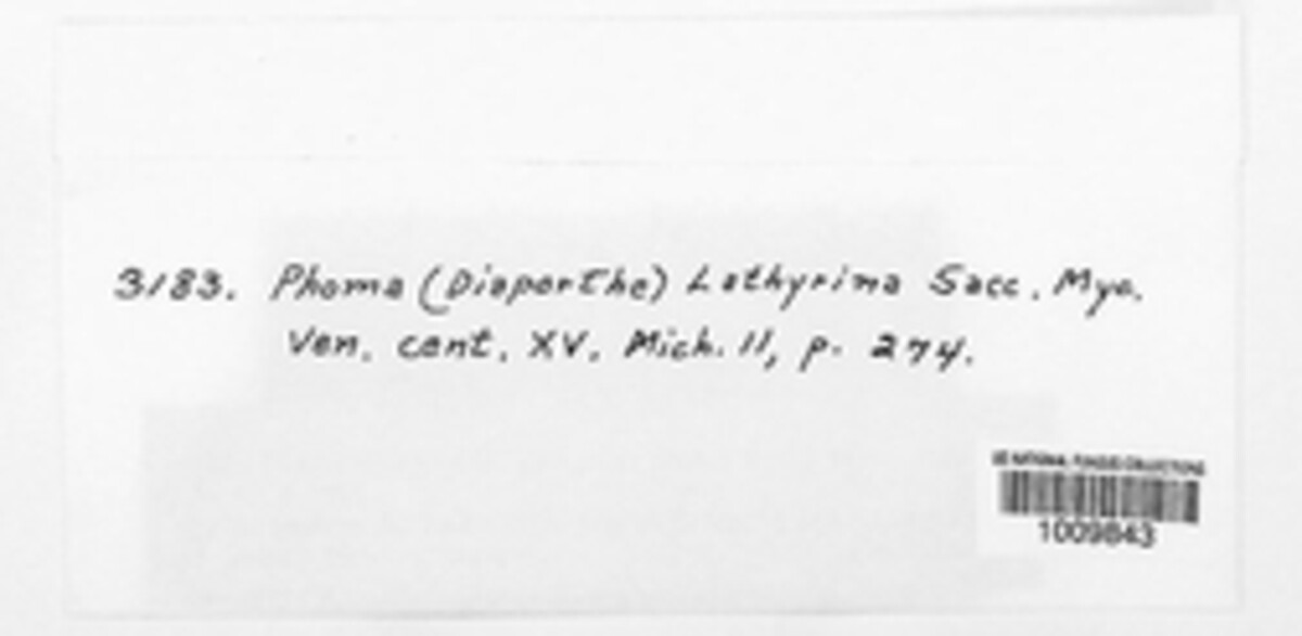 Phomopsis lathyrina image